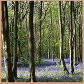 FloZora Bluebell Woods Fragrance Oil - Craftovator